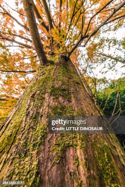 bark of metasequoia - mie prefecture stock pictures, royalty-free photos & images