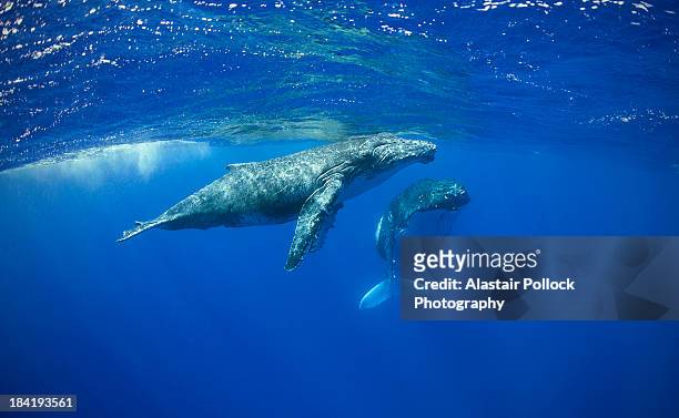 humpback whale calf with mother - ballenato fotografías e imágenes de stock