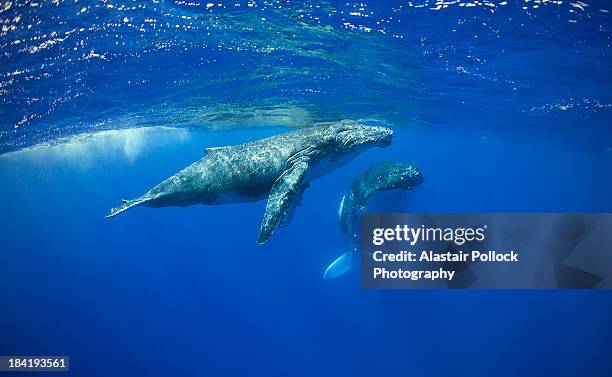 humpback whale calf with mother - whale calf stock pictures, royalty-free photos & images