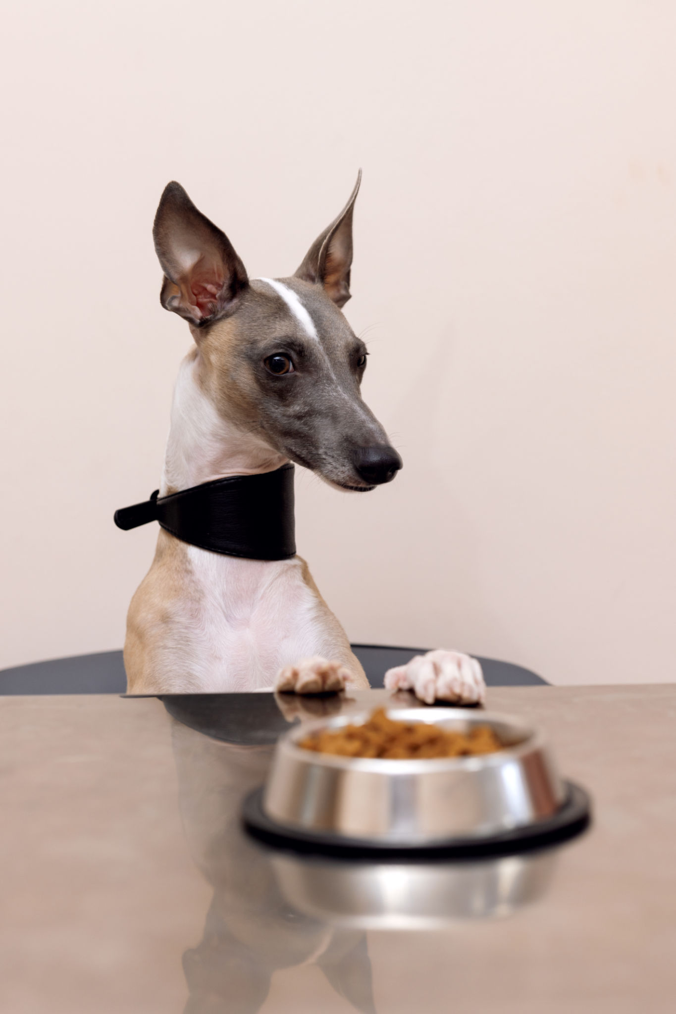 dog etiquette