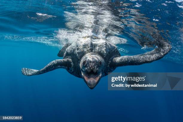 leatherback turtle at the surface exhibiting threatening behavior. - leatherback turtle stock pictures, royalty-free photos & images