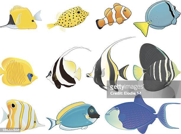 illustrazioni stock, clip art, cartoni animati e icone di tendenza di pesci tropicali/poissons tropicaux - pesce chirurgo