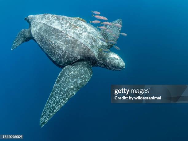 leatherback turtle swimming with a school of fish. - turtle shell top view stock pictures, royalty-free photos & images