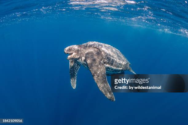 leatherback turtle in blue water. - marine nature reserve stock pictures, royalty-free photos & images