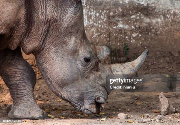 rhino kopf nahaufnahme - jagdhorn stock-fotos und bilder