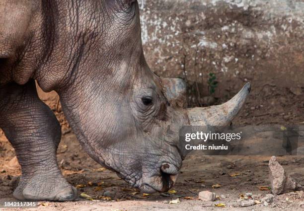 rhino head close-up - skin horn stock pictures, royalty-free photos & images