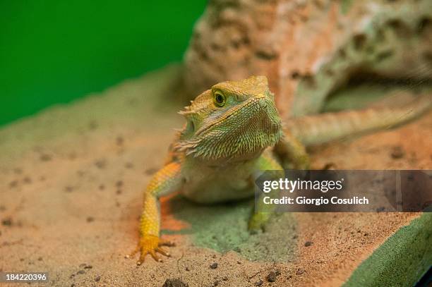 Bearded Dragon' reptile is seen during the opening of the event "Getting in touch with nature" in the new educational area at the Bioparco on October...