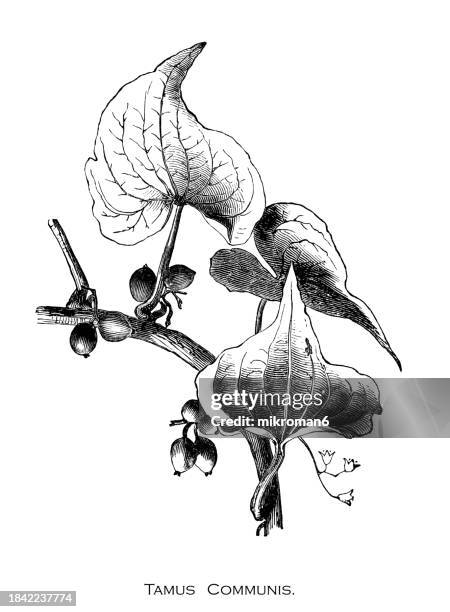 old engraved illustration of botany, black bryony, lady's-seal or black bindweed (dioscorea communis or tamus communis) a species of flowering plant in the yam family dioscoreaceae - yam plant stock pictures, royalty-free photos & images