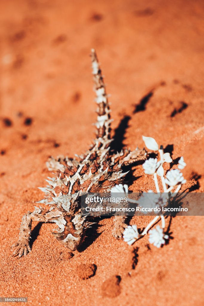 Thorny Devil dragon, Western Australia