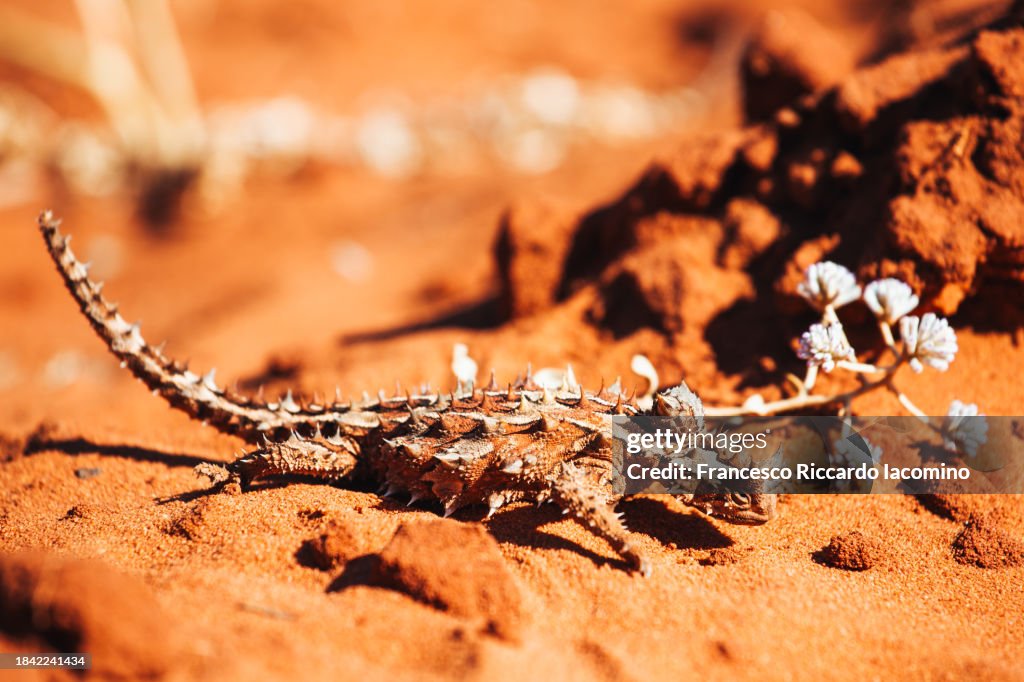 Thorny Devil dragon, Western Australia