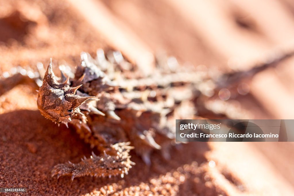 Thorny Devil dragon, Western Australia