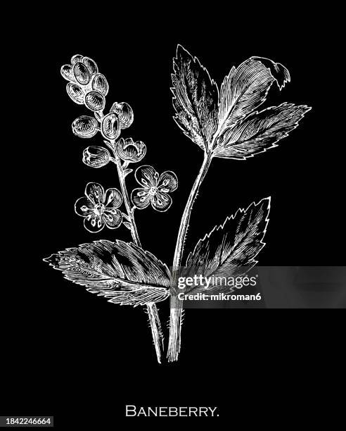 Bugbain Bugbane Photos and Premium High Res Pictures - Getty Images