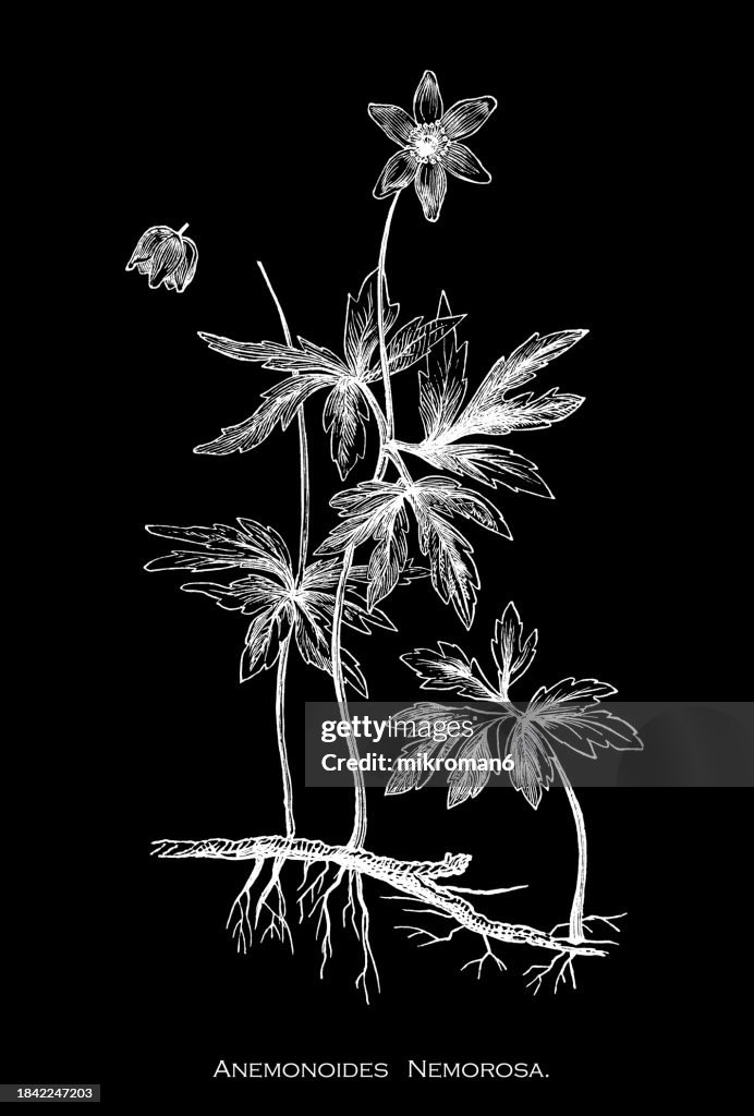 Old engraved illustration of Botany, wood anemone, windflower, European thimbleweed or smell fox (Anemonoides nemorosa) an early-spring flowering plant in the buttercup family Ranunculaceae