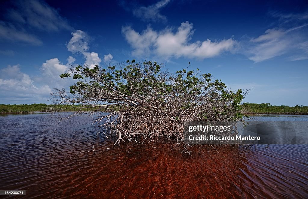 Laguna Negra Red Mangrove