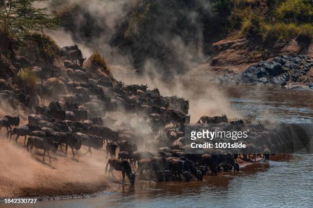 great wildebeest migration - river mara stock pictures, royalty-free photos & images