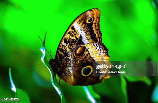 owl butterfly 2 - owl butterfly stock pictures, royalty-free photos & images