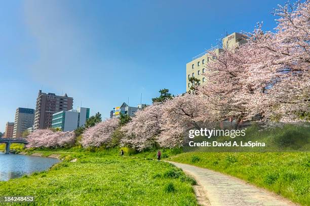 rows of cherry blossoms along the oto river - okazaki aichi stock pictures, royalty-free photos & images