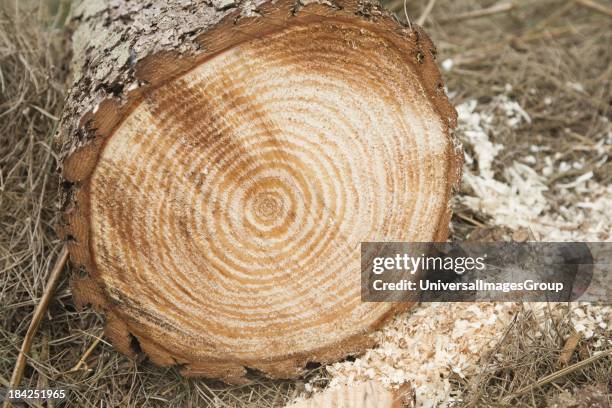 Tree Growth Rings Photos and Premium High Res Pictures - Getty Images