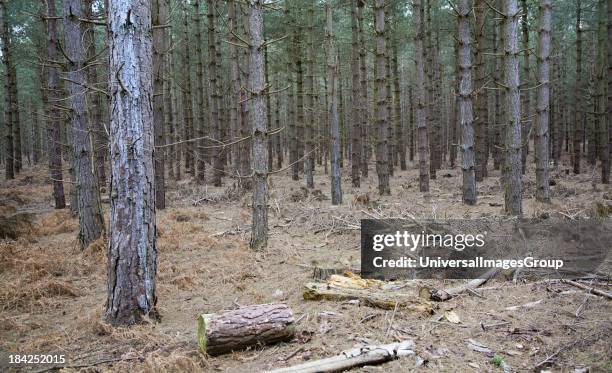 Conifer trees in Rendlesham Forest, Suffolk, England.