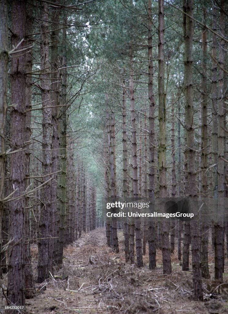 Rows of conifer trees standing in line, Rendlesham Forest, Suffolk, England