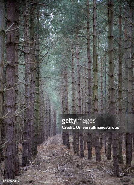 Rows of conifer trees standing in line, Rendlesham Forest, Suffolk, England.