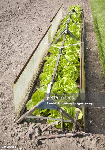 Lettuce plants growing in a cold frame.