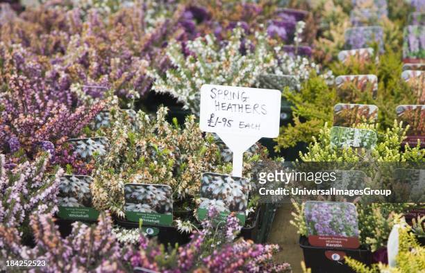 Spring heather plants on sale at Swanns nursery garden centre, Bromeswell, Suffolk, England.