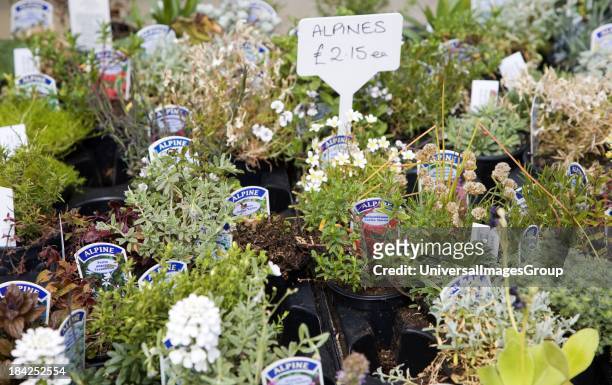 Potted alpine plants on sale at Swanns nursery garden centre, Bromeswell, Suffolk, England.