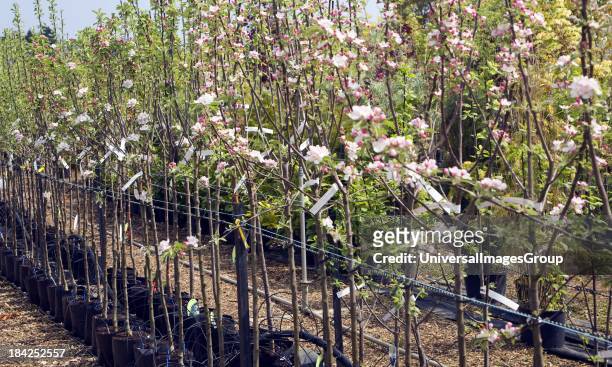 Apple trees in blossom at Swanns nursery garden centre, Bromeswell, Suffolk, England.