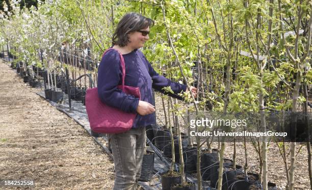 Woman shopping for fruit trees at Swanns nursery garden centre, Bromeswell, Suffolk, England.