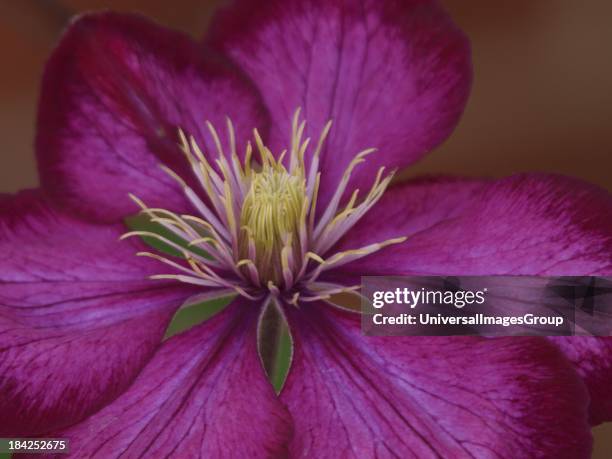 Clematis flower, UK.