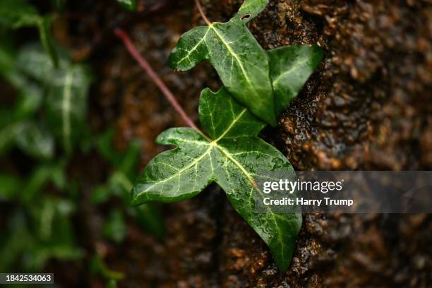 Detailed view of an ivy plant at the Basins on December 09, 2023 in Wellington, United Kingdom.