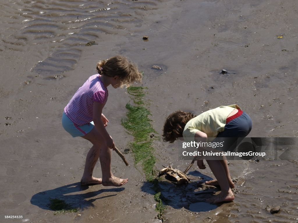 Two young children proding a dead crab with sticks at Ilfracombe harbour at low tide, Devon, UK