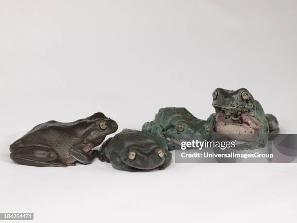 Four Whites Tree Frogs, UK.