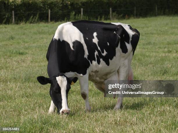 Cow with heavy udders ready for milking, UK.