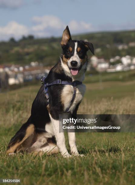 Smooth Collie, UK.