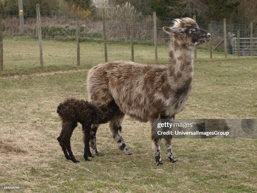 A Llama cria (baby) feeding from it's mother, UK