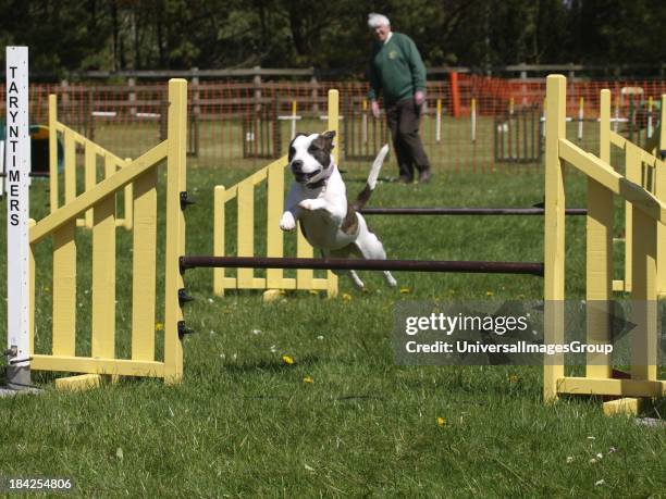 Dog agility competition at the Royal Cornwall Showground,The Cornwall Agility Club show, UK.