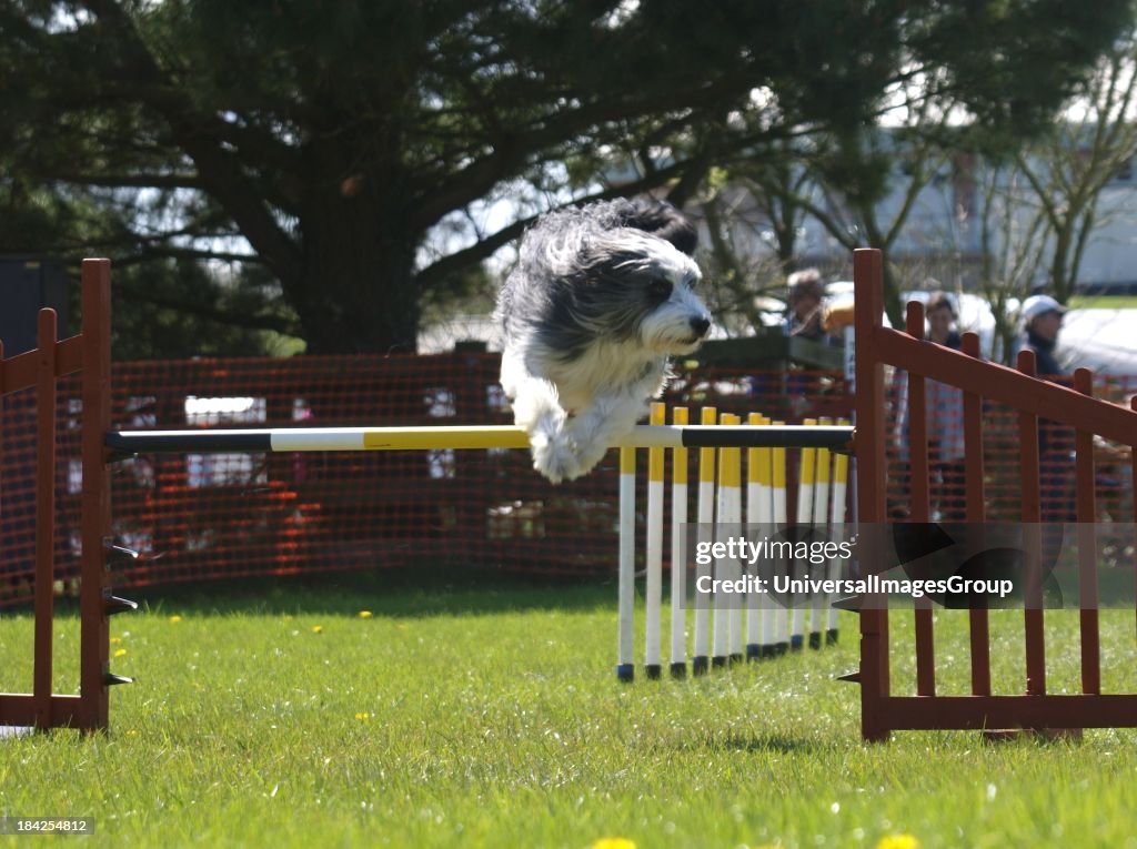 Bearded Collie, Dog agility competition at the Royal Cornwall Showground,The Cornwall Agility Club show, UK