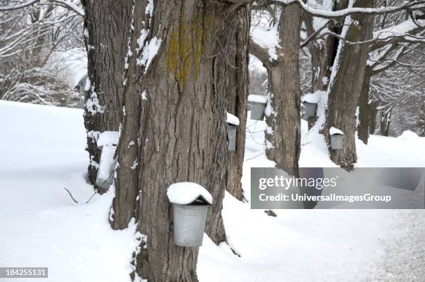 Maple sap bucket sits covered with snow during maple sugaring season in Waitsfield, Vermont..