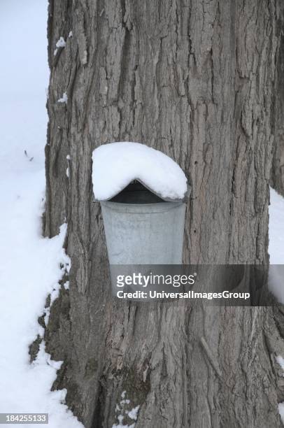 Maple sap bucket sits covered with snow during maple sugaring season in Waitsfield, Vermont..