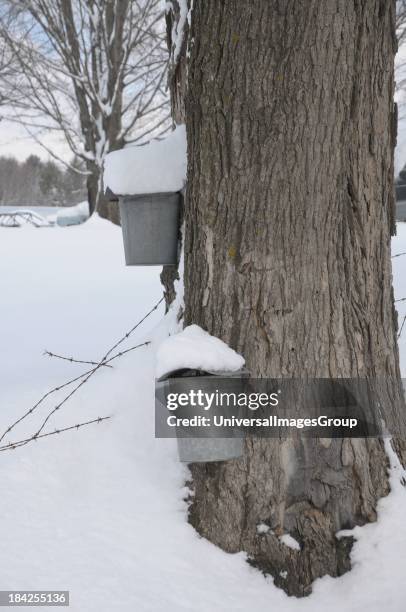 Maple sap bucket sits covered with snow during maple sugaring season in Waitsfield, Vermont..