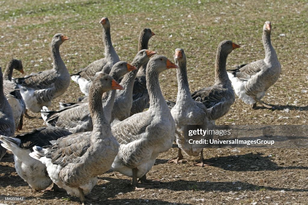 Geese raised for pate goose liver on farm Dordogne Aquitaine France