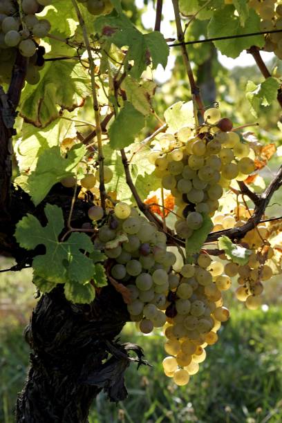 Semillon grapes Chateau de Monbazillac vineyard Dordogne France.