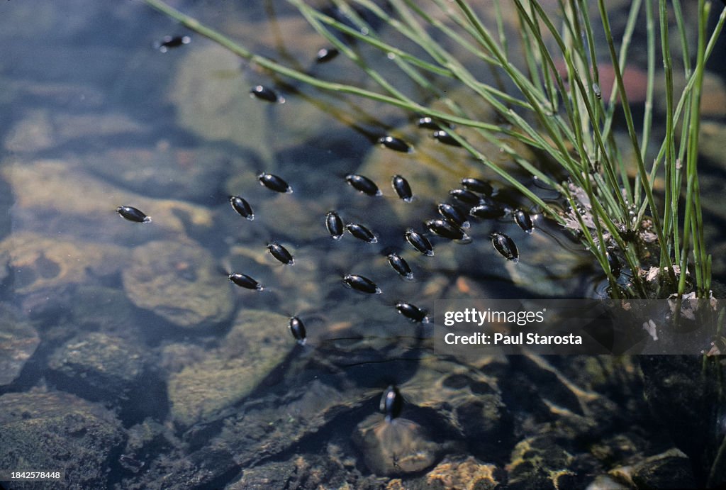 Gyrinus substriatus (Whirligig beetle)