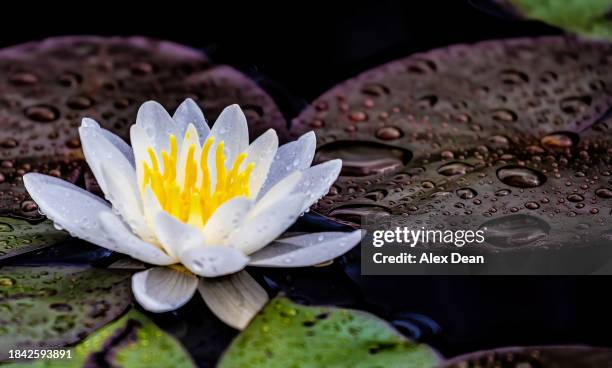 white lily on a pond - madonna lily stock pictures, royalty-free photos & images