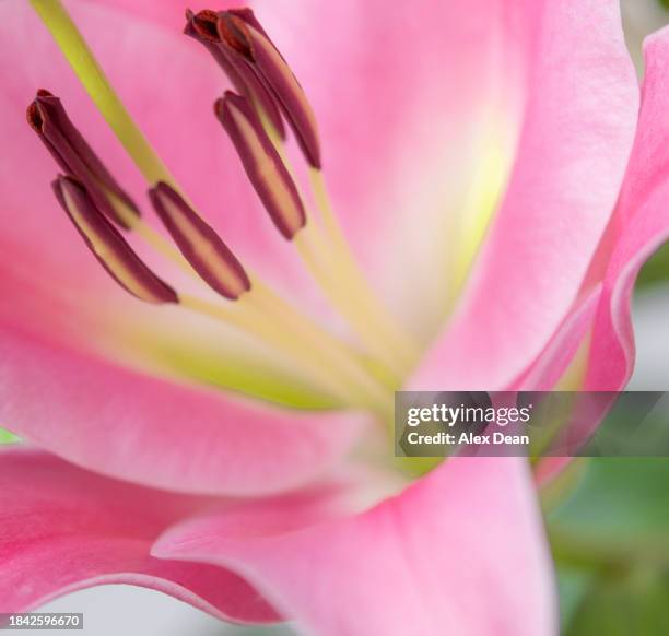 pink and white lily v3 - newark stock pictures, royalty-free photos & images