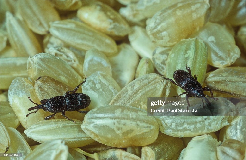 Sitophilus granarius (wheat weevil, grain weevil, granary weevil)