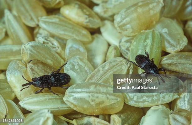 sitophilus granarius (wheat weevil, grain weevil, granary weevil) - granary weevil stock pictures, royalty-free photos & images