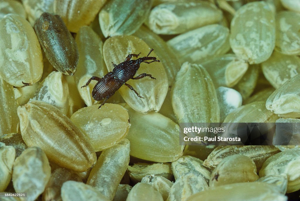 Sitophilus granarius (wheat weevil, grain weevil, granary weevil)